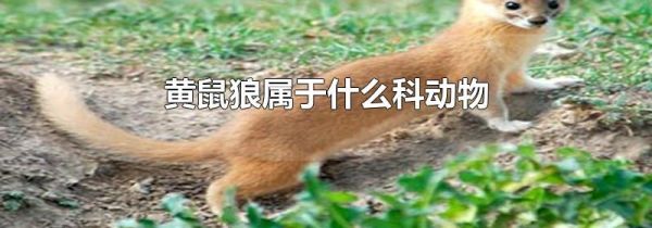 黄鼠狼属于什么科动物
