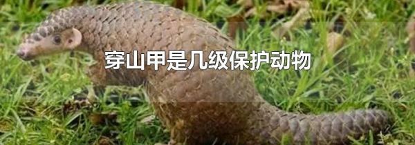 穿山甲是几级保护动物
