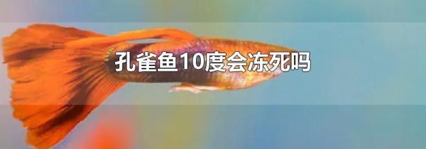 孔雀鱼10度会冻死吗