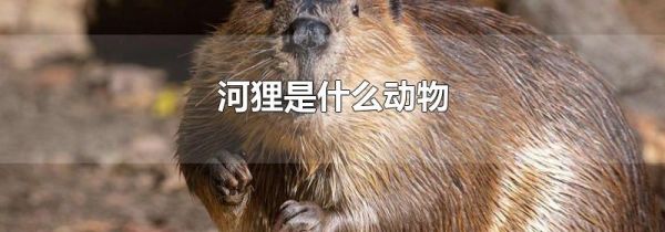 河狸是什么动物