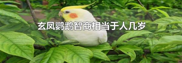 玄凤鹦鹉智商相当于人几岁