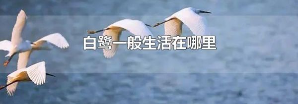 白鹭一般生活在哪里