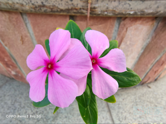 opporeno3pro可以微距拍摄吗