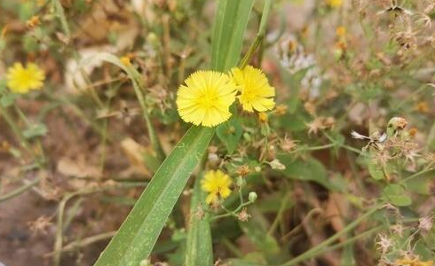 华为nova5Pro手机拍照像素怎么样?华为nova5Pro拍照效果说明