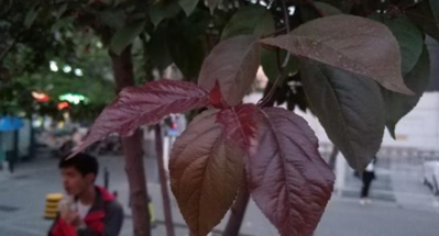 小米6陶瓷尊享版怎么样 小米6陶瓷尊享版评测