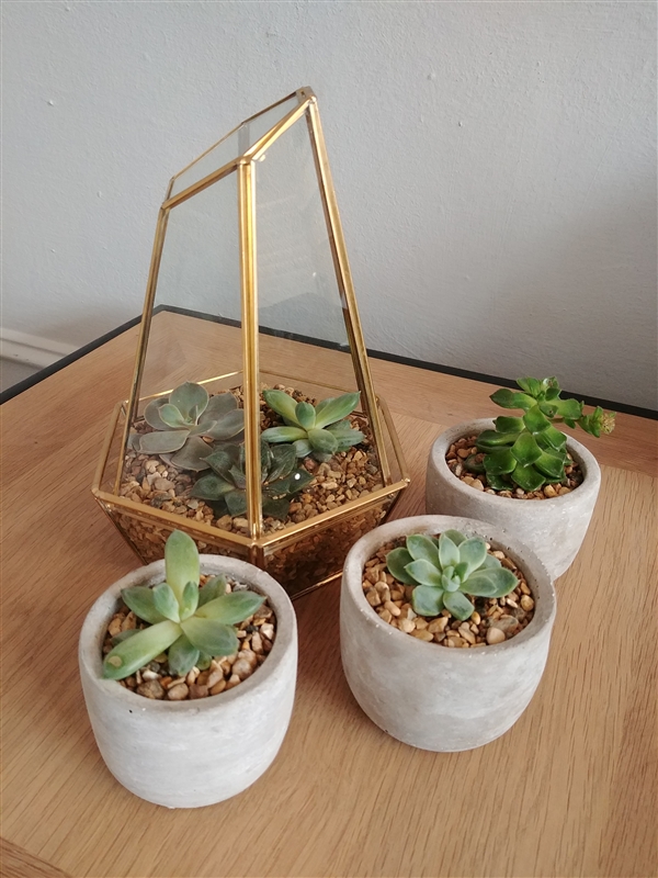 三星s8和苹果7哪个好 三星s8和iPhone7拍照对比