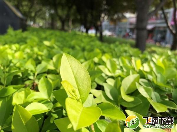 华为P20 Pro和苹果x哪个好_华为P20 Pro和iPhone X评测对比