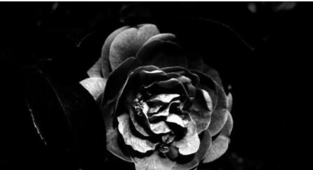 手机相机APP哪个好用？最好用的手机相机软件是什么？