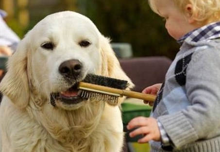 在手机屏幕上养宠物的软件叫什么?手机屏幕上怎么养宠物?