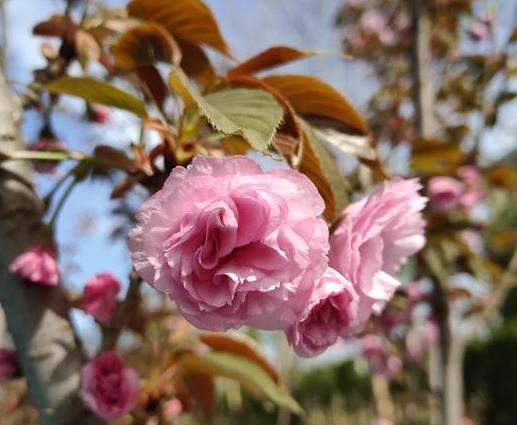 黑鲨手机摄像头怎么样_没有手机孔音效怎么样啊