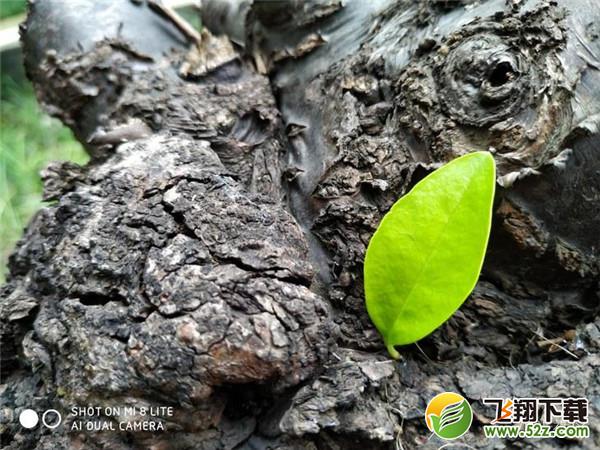 小米8青春版拍照像素怎么样_小米8青春版拍照效果测评小米8青春版拍照像素怎么样_小米8青春版拍照效果测评