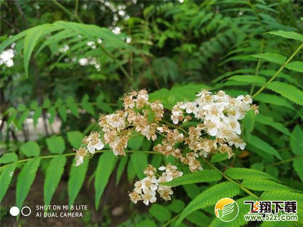 小米8青春版拍照像素怎么样_小米8青春版拍照效果测评小米8青春版拍照像素怎么样_小米8青春版拍照效果测评