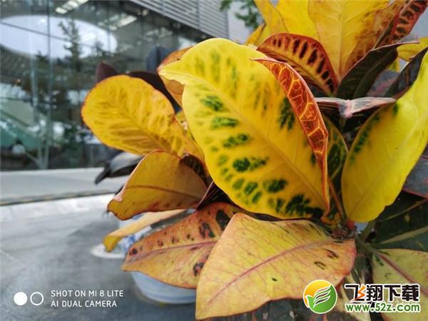 小米8青春版拍照像素怎么样_小米8青春版拍照效果测评小米8青春版拍照像素怎么样_小米8青春版拍照效果测评