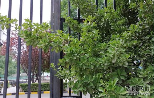 华为麦芒7拍照像素怎么样_华为麦芒7拍照效果测评华为麦芒7拍照像素怎么样_华为麦芒7拍照效果测评