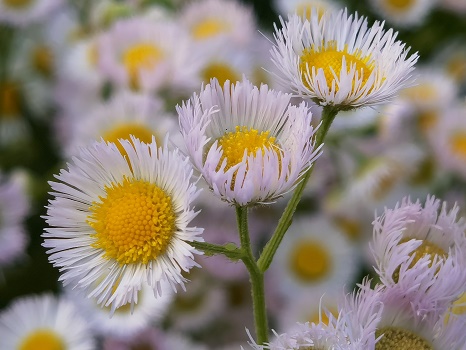 鸿蒙系统拍照功能详细介绍