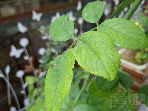 Redmi 8值得入手吗？Redmi 8手机全面评测