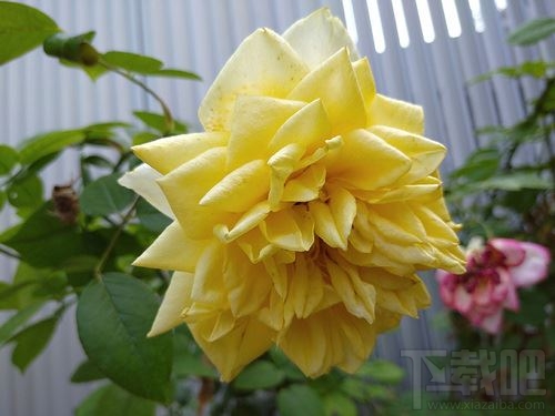 Redmi 8值得入手吗？Redmi 8手机全面评测