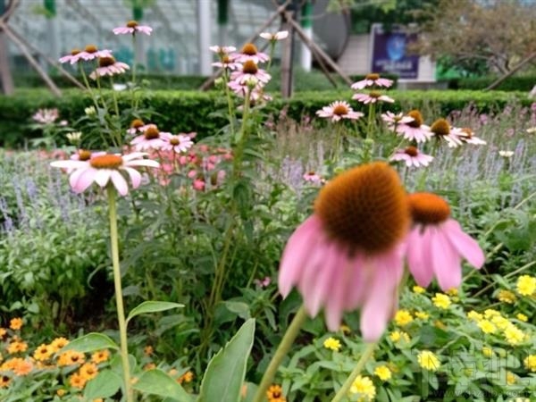 诺基亚X5怎么样，诺基亚X5配置参数爆光