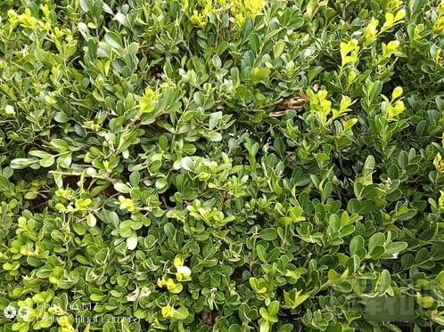 金立m7怎么样?金立m7详细评测