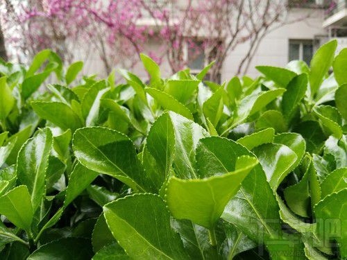 努比亚Z17mini拍照怎么样?努比亚Z17mini拍照性能介绍