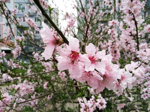 努比亚Z17mini拍照怎么样?努比亚Z17mini拍照性能介绍