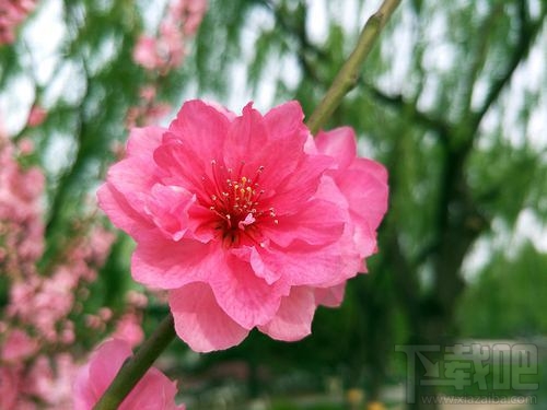 OPPOR9s清新绿多少钱？OPPOR9s清新绿什么时候上市？