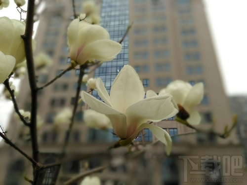 中兴V8怎么样?中兴BladeV8手机可以吗?