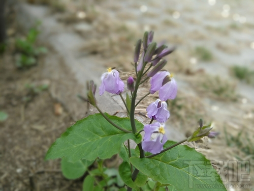 中兴V8怎么样?中兴BladeV8手机可以吗?