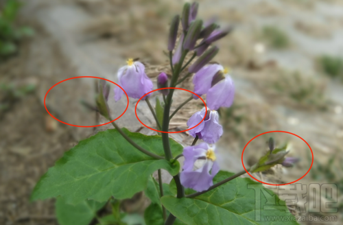 中兴V8怎么样?中兴BladeV8手机可以吗?