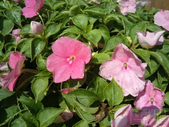 努比亚N1怎么样？nubia N1手机配置参数介绍