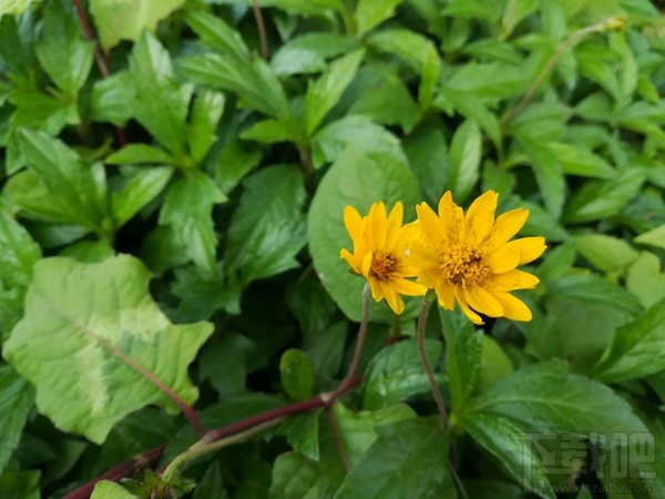 荣耀8青春版怎么样?荣耀8青春版深度体验评测