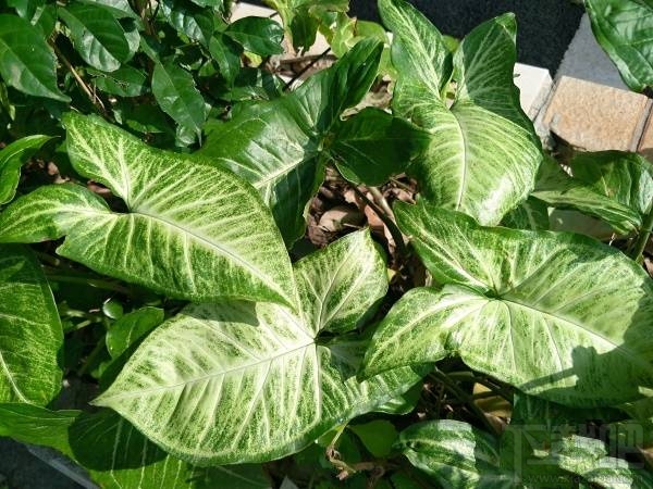 金立M2017配置怎么样？金立M2017优缺点图文介绍