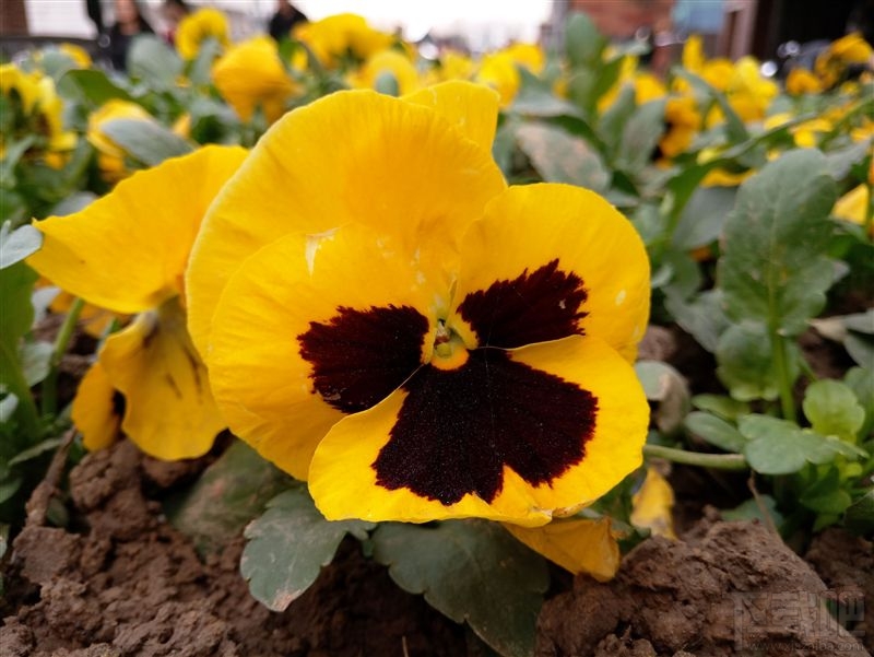 魅蓝X手机怎么样值得买吗?魅蓝X手机评测