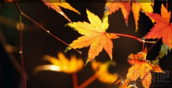 vivo手机摄影逆光拍摄技巧分享