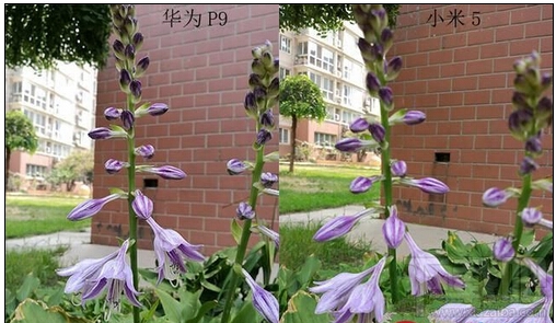 小米5/三星S7/华为P9/一加手机3拍照对比评测