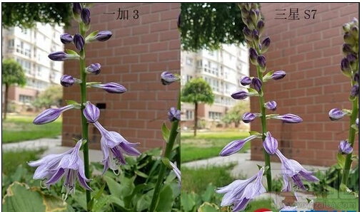 小米5/三星S7/华为P9/一加手机3拍照对比评测