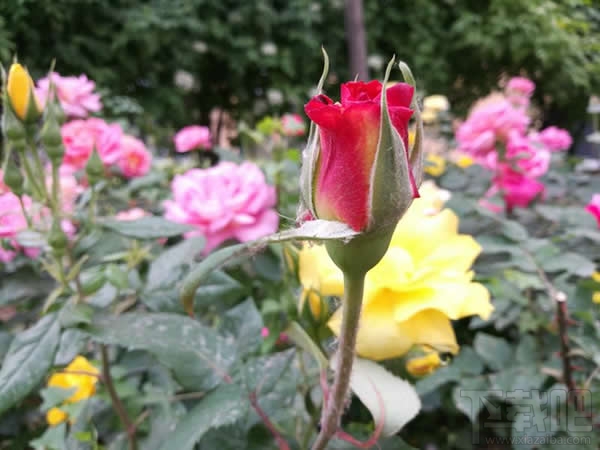 华为荣耀V8怎么样 华为荣耀V8评测(内附详细图文)