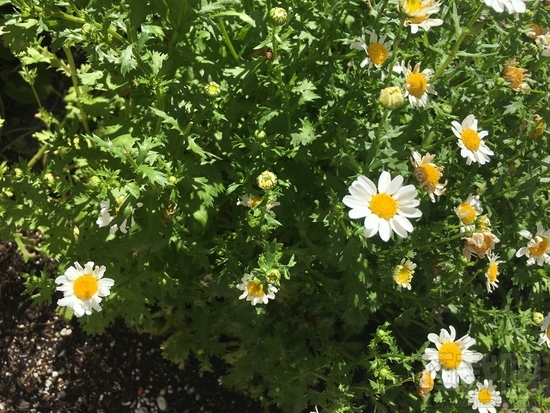 iPhone SE与iPhone6s拍照水平那个更好? iPhone SE与iPhone6s拍照对比