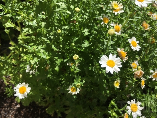 iPhone SE与iPhone6s拍照水平那个更好? iPhone SE与iPhone6s拍照对比