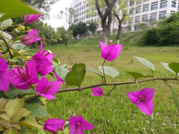 三星c5 pro怎么样？三星c5 pro蓝色评测