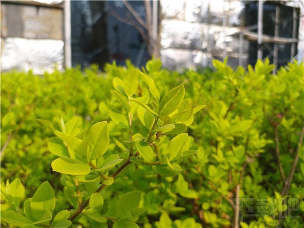 三星Galaxy C5 Pro怎么样?三星C5Pro有哪些优缺点?