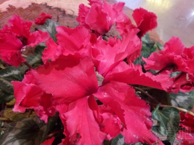 康佳R9怎么样值得买吗？康佳R9全面评测