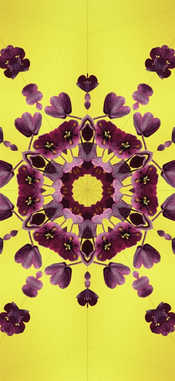 苹果15墙纸图片大全详情