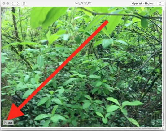 在Mac信息应用中怎么查看Live Photos Mac中查看Live Photos详细图文教程