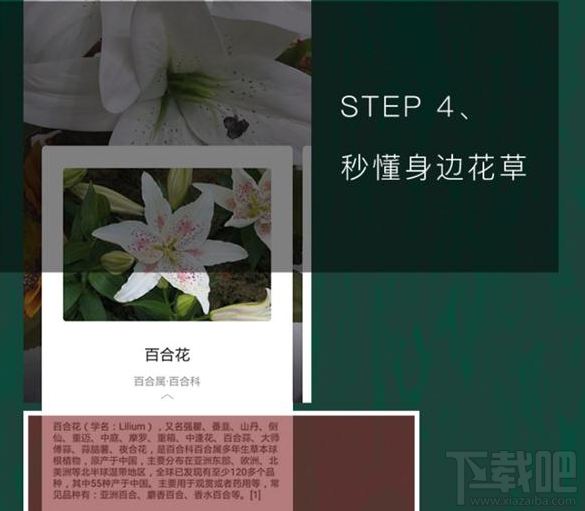 QQ浏览器识你所见怎样玩?QQ浏览器辨认花草方法