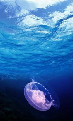 PS蒙版的作用有哪些？PS蒙版的用途分享