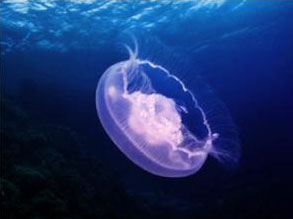 PS蒙版的作用有哪些？PS蒙版的用途分享