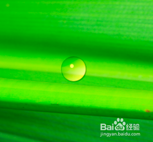 如何使用PS软件做出叶上水珠