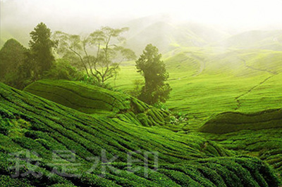 PS如何在图片上加logo？在图片上加logo技巧分享