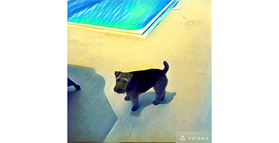 Prisma怎么保存图片？Prisma图片保存步骤介绍